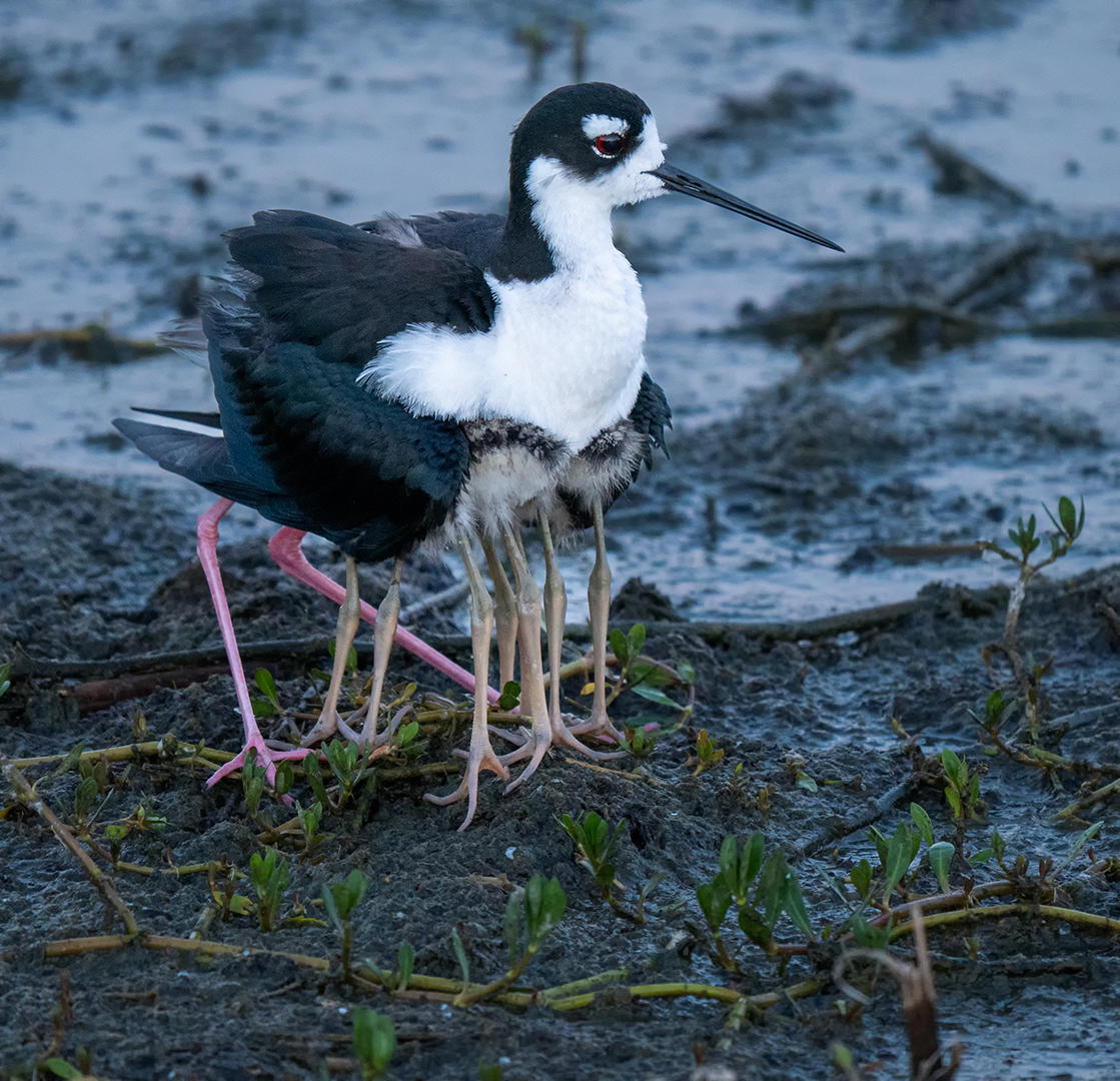 4 Chicks hiding Black Necked Stilts by Erik Rosengren (Group 4)